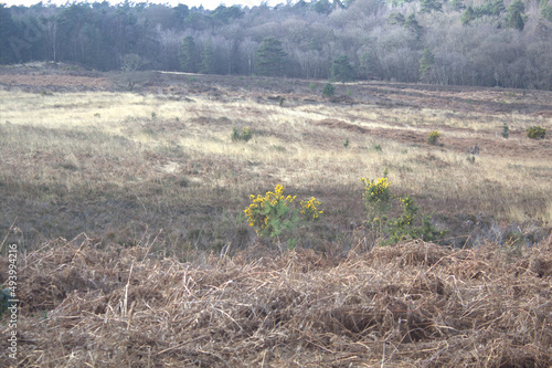 Scenery of the dry grass, some flowers and trees in Ashdown forest, a public access space in UK photo