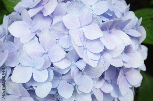 青紫のあじさいの花