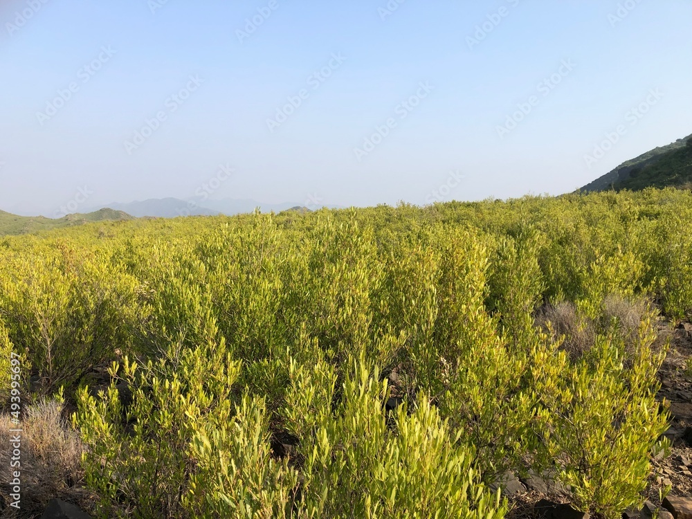 Fototapeta premium field of spring flowers on top of the endless mountain