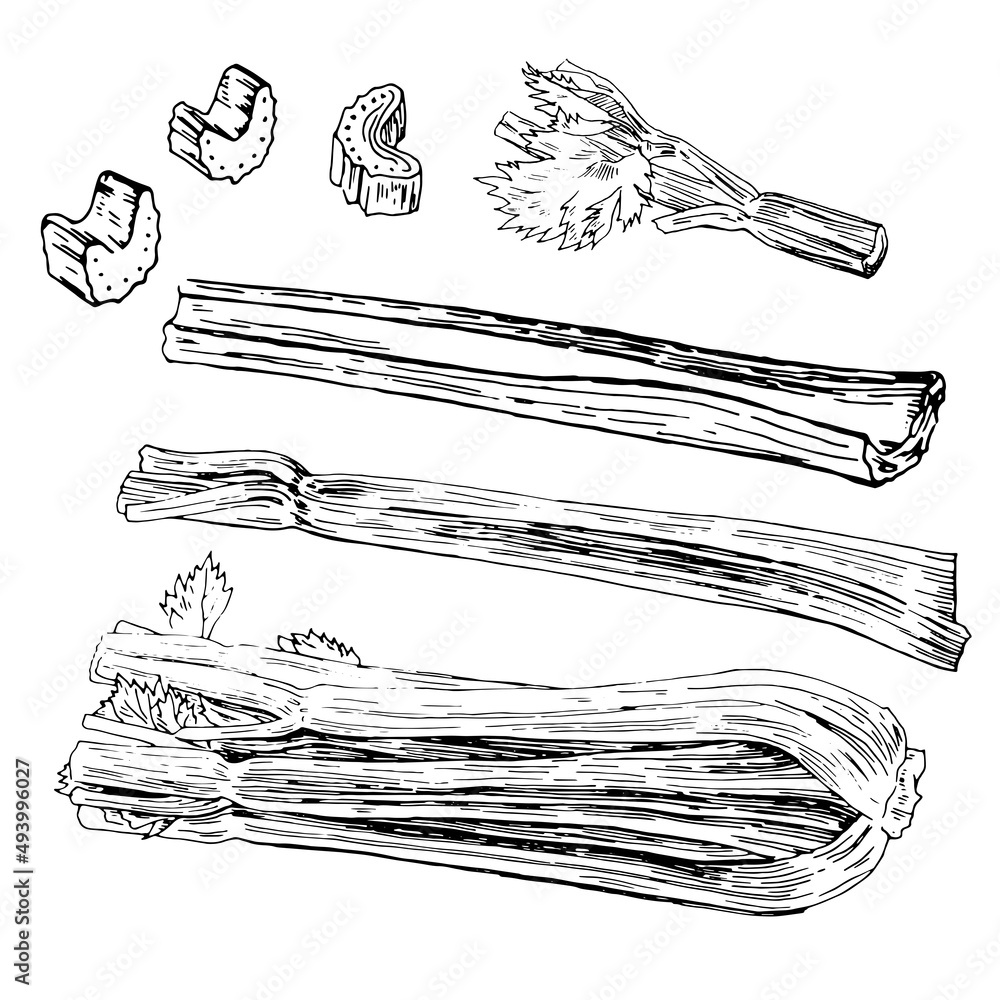 Line drawing of celery stalks and leaves isolated on white background