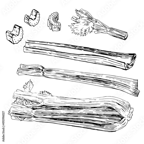 Line drawing of celery stalks and leaves isolated on white background. Vector. Hand drawing.