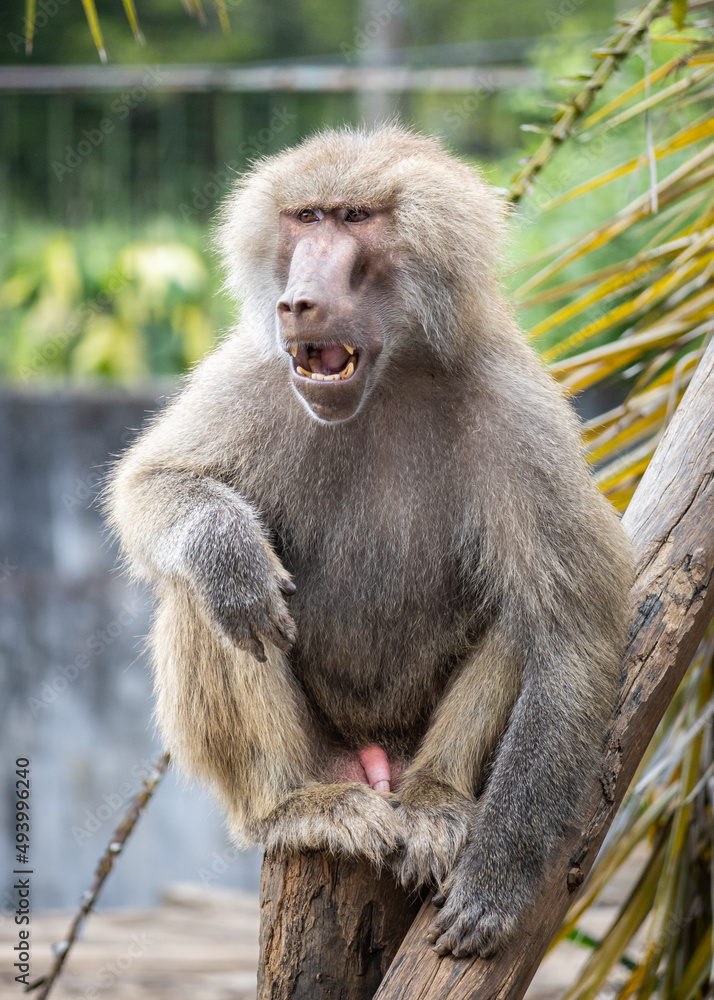 Baboon feeding on tree trunk at zoo