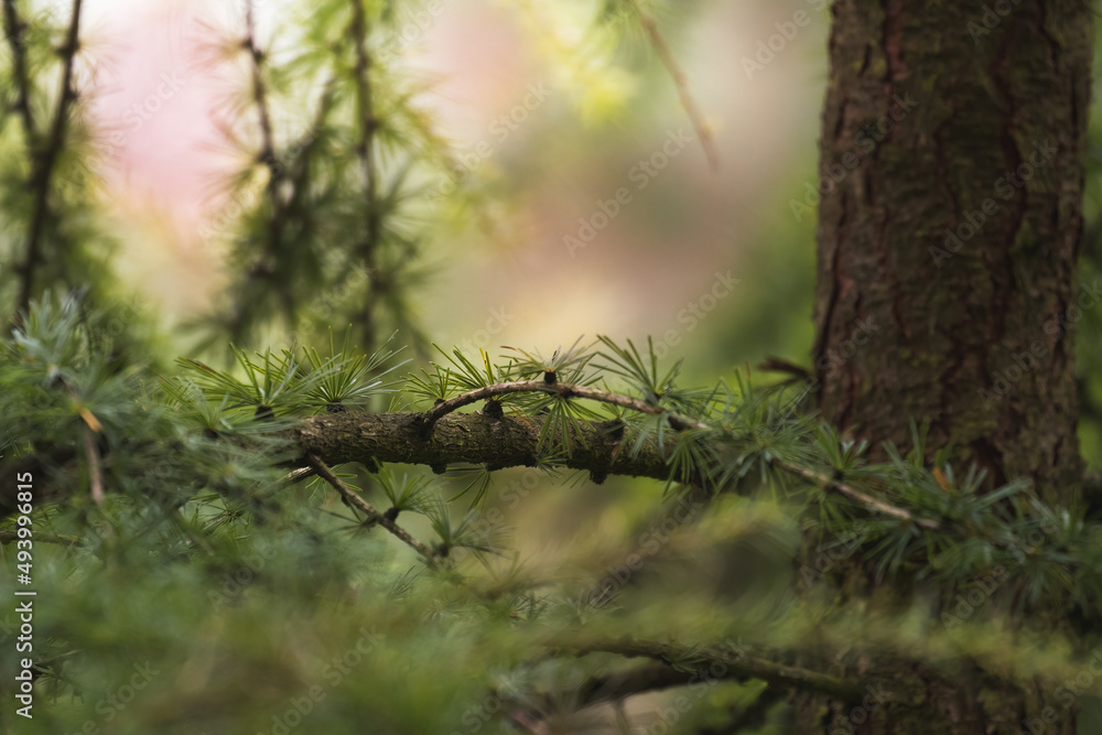 Green larches, Larix, green tree with thickets, good shelter for small birds Green larches, Larix, green tree with thickets, good shelter for small birds