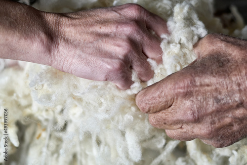 Obraz na plátne Hands touching Spanish merino wool before being used