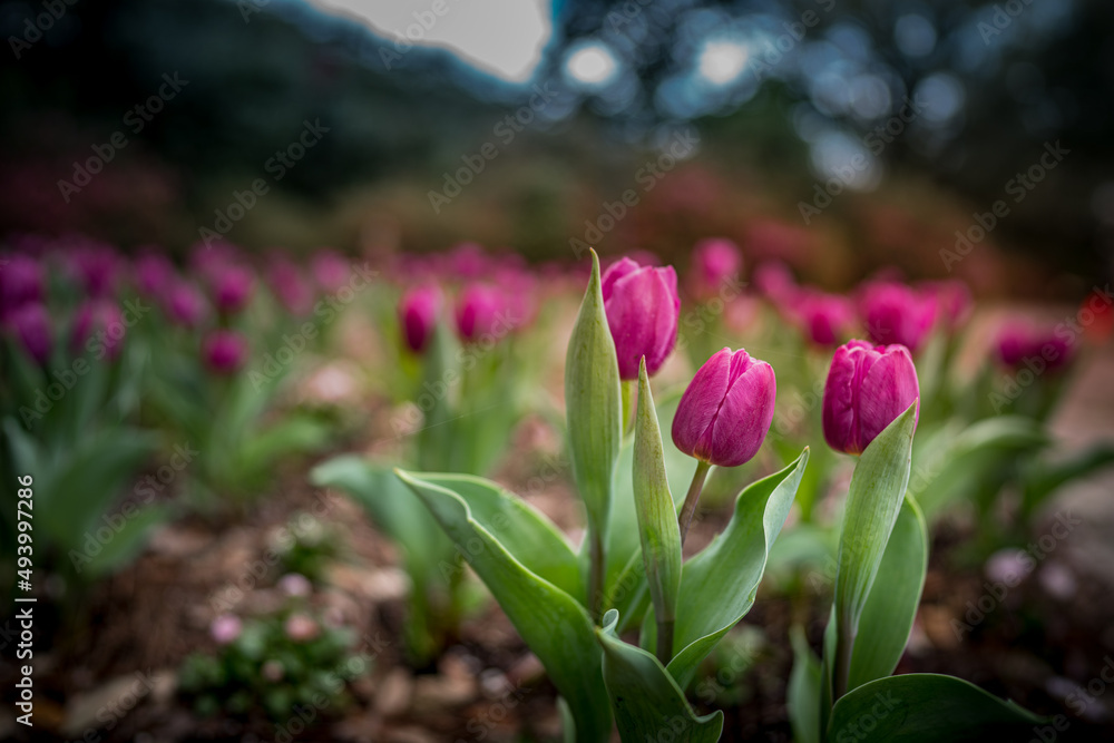 Tulip Flowers in a famous Bellingrath Garden Tulip Flowers in a famous Bellingrath Garden