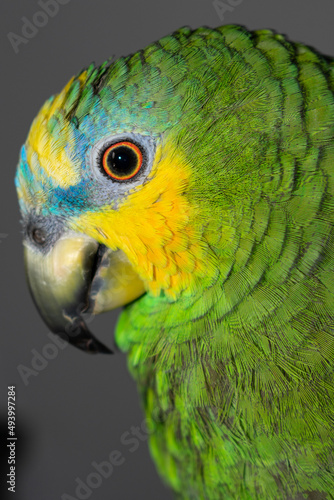Amazon parrot close-up. Tropical birds with beautiful plumage feathers.
