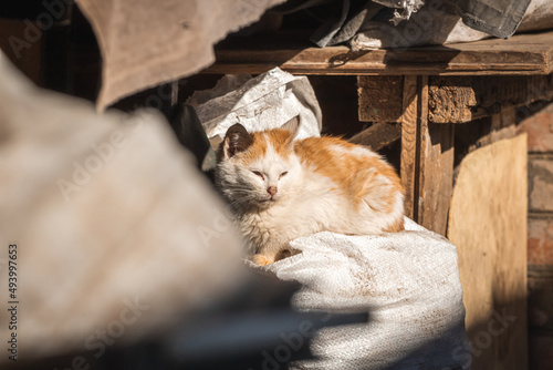 Photography Small and stray kitten on backyard