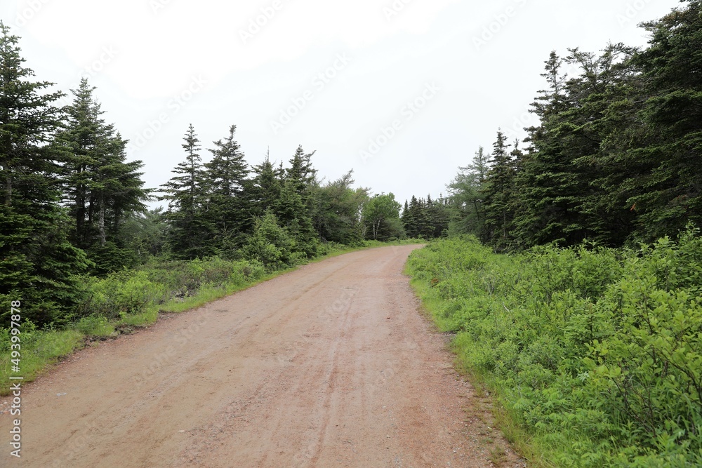 Fototapeta premium road in the woods