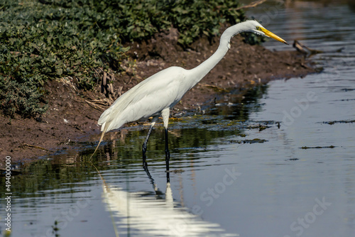 great egret on swamp