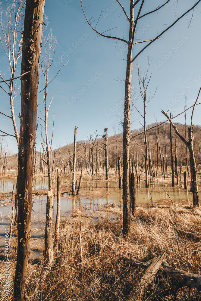 Obraz premium Swamp Forest
