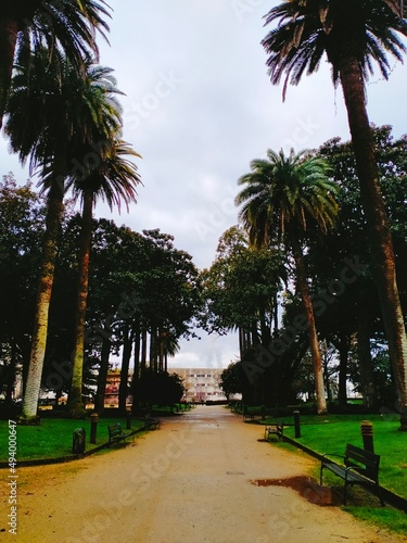 palm trees on the park