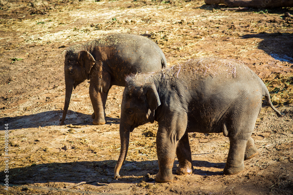 Fototapeta premium Teenage elephant walk in the zoo outdoors