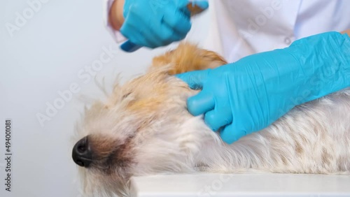 Stripping dog on a white table. The groomer plucks the hair with a trimming knife. Care procedure in a veterinary clinic. photo