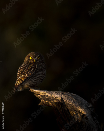 Photography Jungle Owlet photographed in beautiful light at Pench Tiger Reserve, India