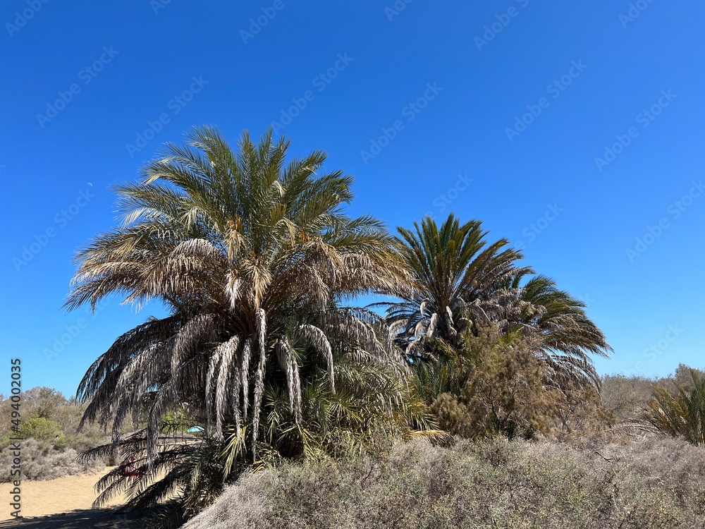 date palm trees in the maspalomas dunes date palm trees in the maspalomas dunes