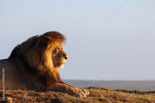 Adult lion looking into the sunset