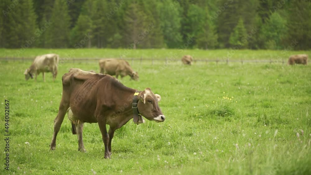 Dairy Brown Swiss herd of cows grazing in green field with pine tree woods in background at daytime, Switzerland Dairy Brown Swiss herd of cows grazing in green field with pine tree woods in background at daytime, Switzerland
