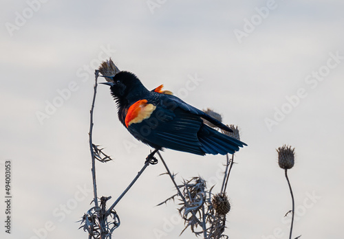 Φωτογραφία Closeup shot of a baltimore oriole bird perched on a dry plant