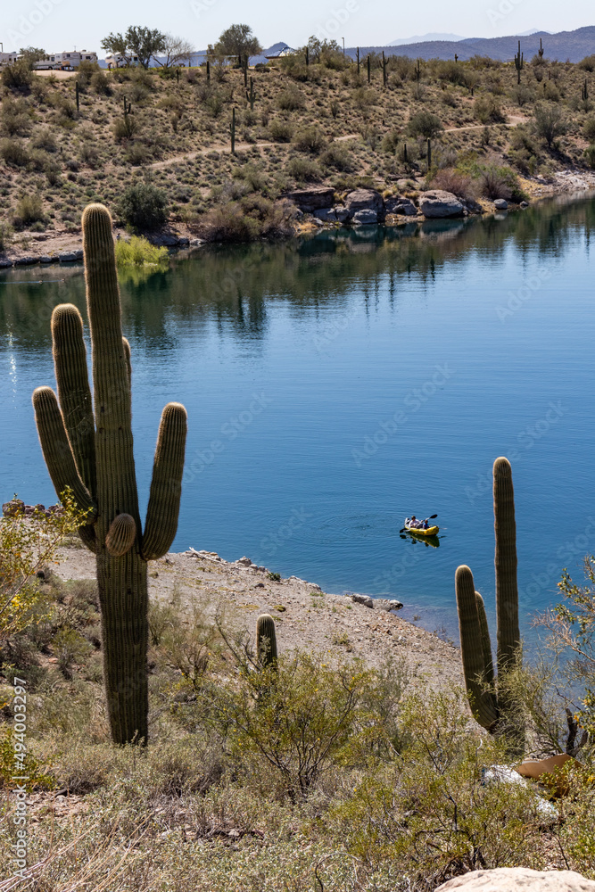 Saguaro cactus at Lake Pleasant Arizona with canoe in the water below