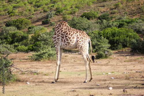 Headless giraffe in the savannah