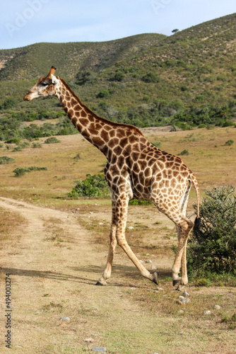 Giraffe in the wild