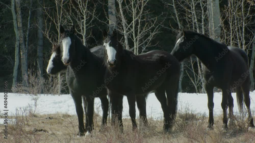 Black horses looking at camera eye contact Black horses looking at camera eye contact
