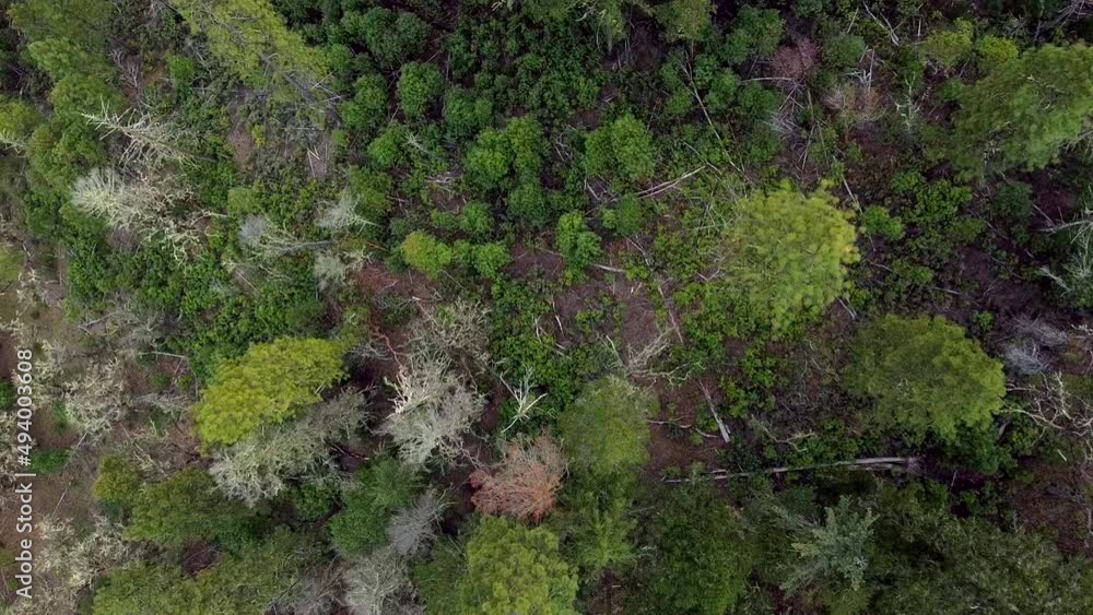 Aerial view drone shot downward view descending into the lush green pacific northwest forest, however, there are dead trees from evident global warming environment changes and severe drought weather. Aerial view drone shot downward view descending into the lush green pacific northwest forest, however, there are dead trees from evident global warming environment changes and severe drought weather.