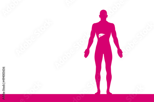 sagoma, organi corpo umano, medicina
