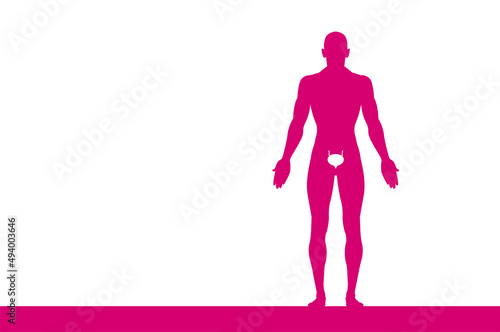 sagoma, organi corpo umano, medicina