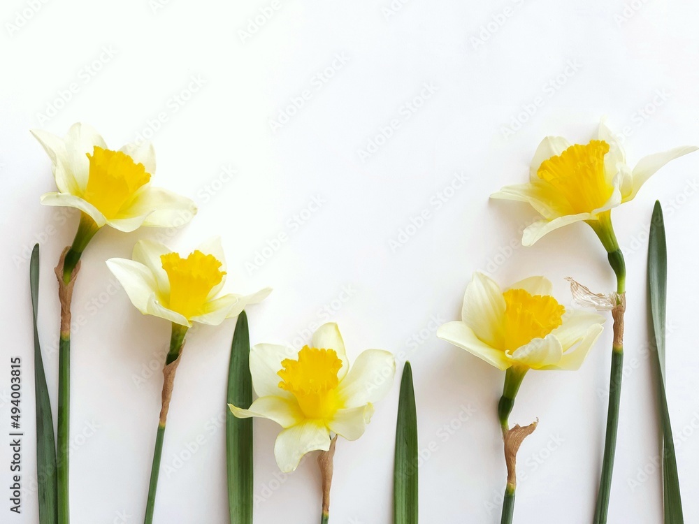 yellow flowers on a white background yellow flowers on a white background