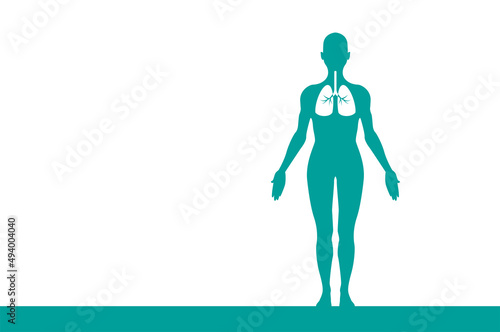 sagoma, organi corpo umano, medicina