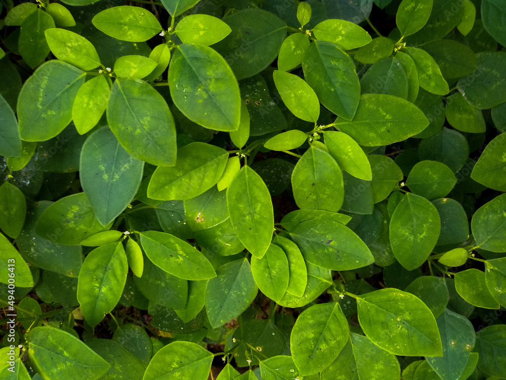 Green foliage Green foliage