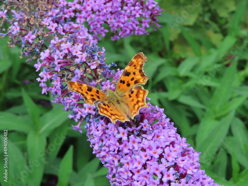 a butterfly on a flower