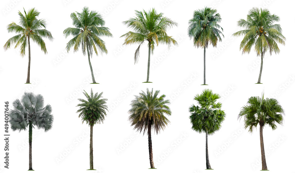 Fototapeta premium Set of coconut and palm trees isolated on white background, Suitable for use in architectural design, Decoration work, Used with natural articles both on print and website.