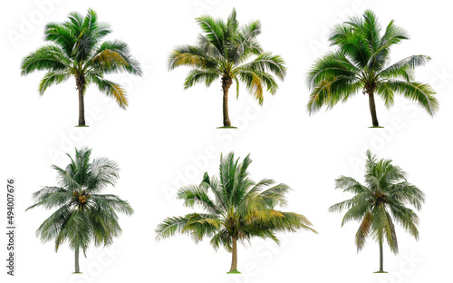 Set of short coconut and palm trees isolated on white background  Suitable for use in architectural design  Decoration work  Used with natural articles both on print and website.