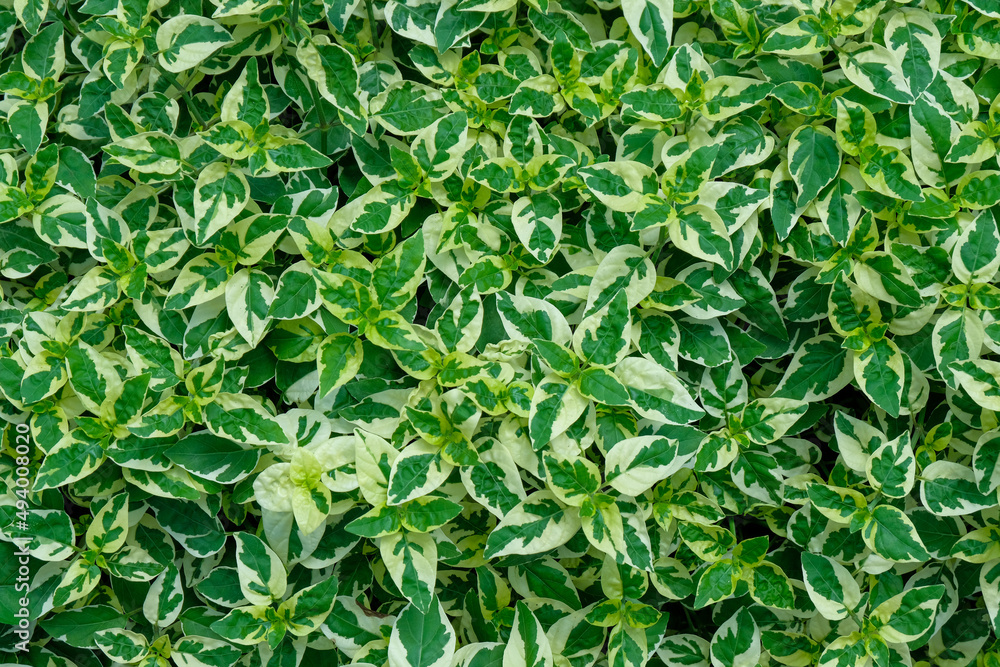 Fototapeta premium Fresh spotted green leaves grow background, Natural texture and wallpaper, tropical leaves in Asia and Thailand.