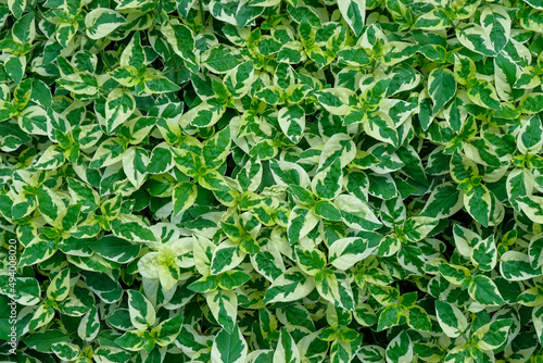 Fresh spotted green leaves grow background, Natural texture and wallpaper, tropical leaves in Asia and Thailand.