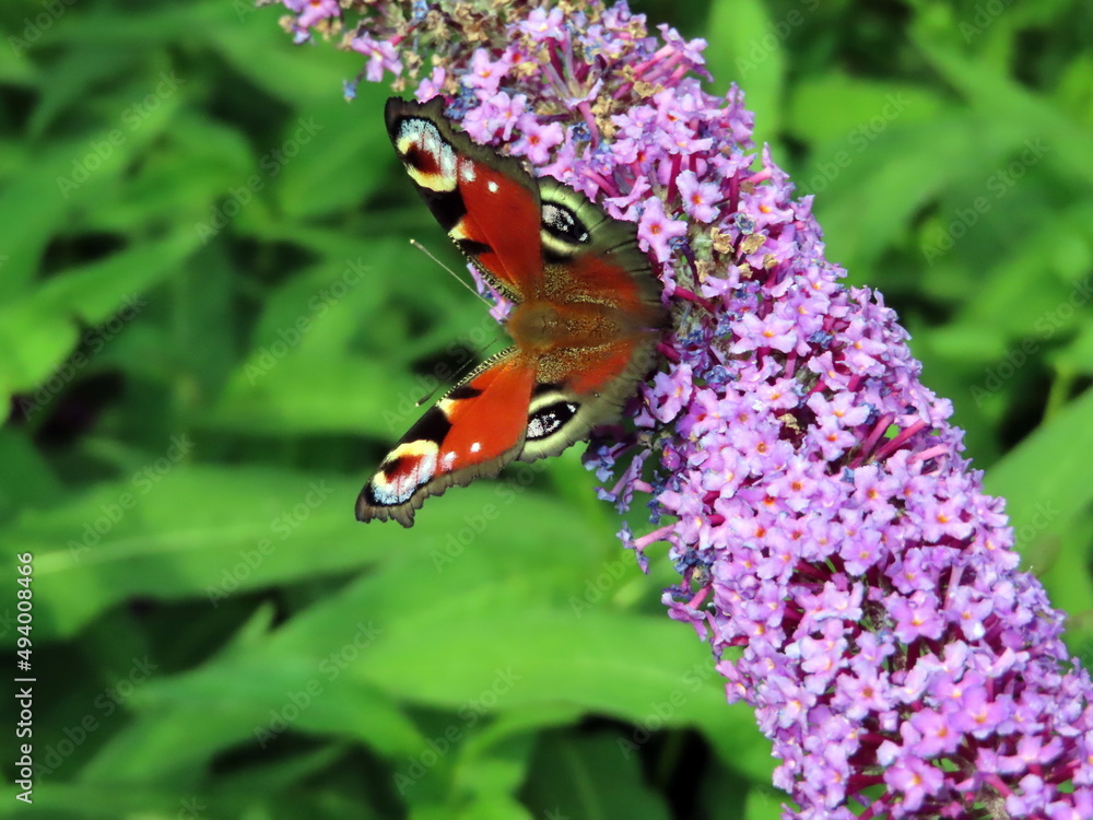 a butterfly on a flower a butterfly on a flower