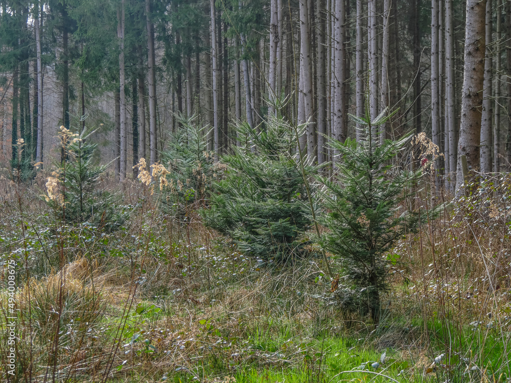 Obraz premium Wiederaufforstung im Mischwald durch anpflanzen von Jungbäumen
