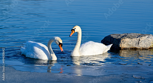 pair of Mute swans in beautiful pond