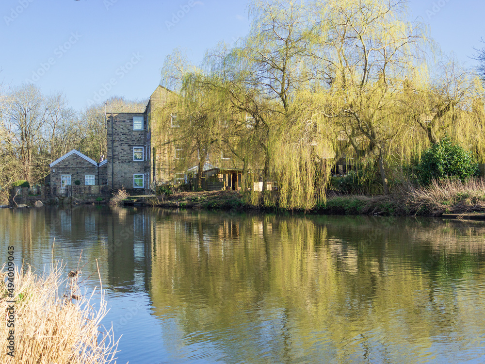 Fototapeta premium Colourful willow trees reflected in the River Aire by Hirst Mill in Yorkshire capture the promise of spring