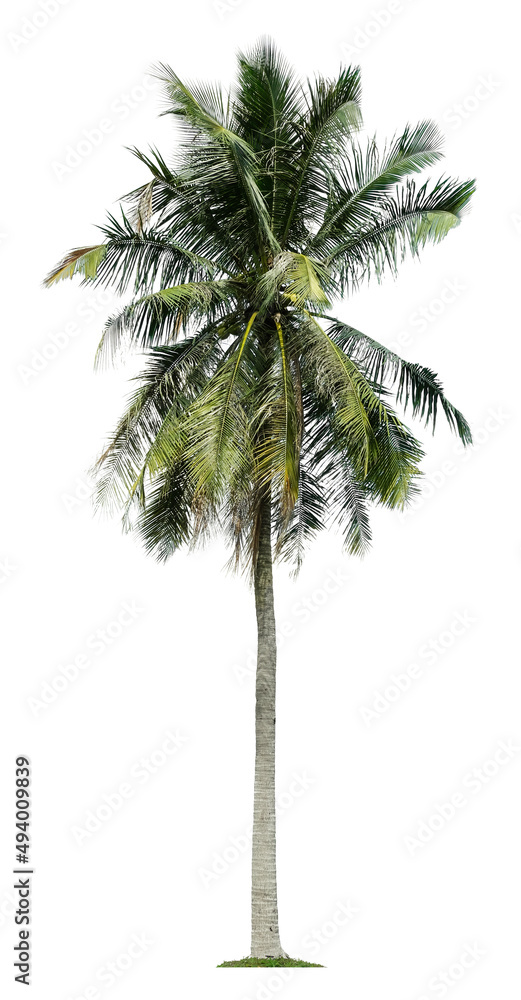Fototapeta premium Beautiful coconut palm tree isolated on white background. Suitable for use in architectural design or Decoration work.