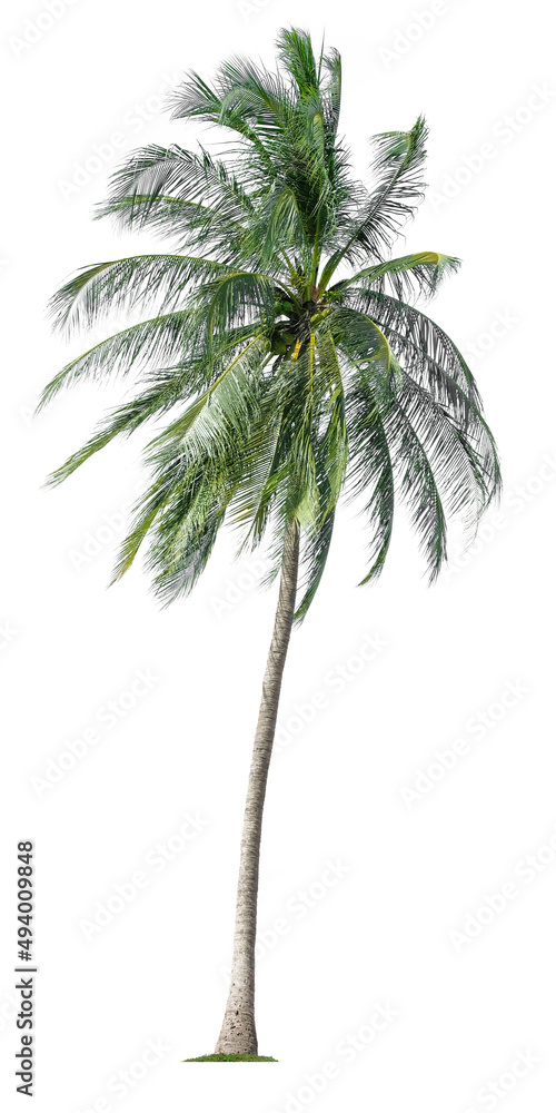 Beautiful coconut palm tree isolated on white background. Suitable for use in architectural design or Decoration work.