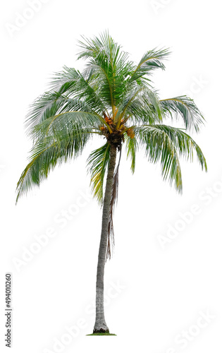 Beautiful coconut palm tree isolated on white background. Suitable for use in architectural design or Decoration work.