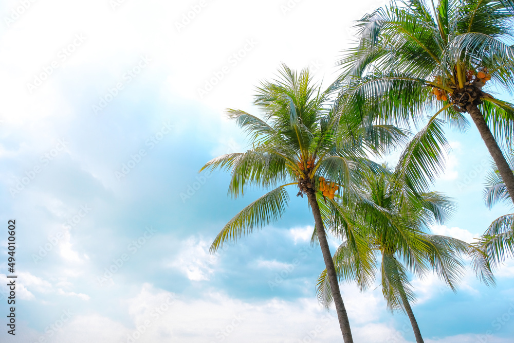 Coconut or palm tree on clear beautiful summer sky and sunlight background with copy space.