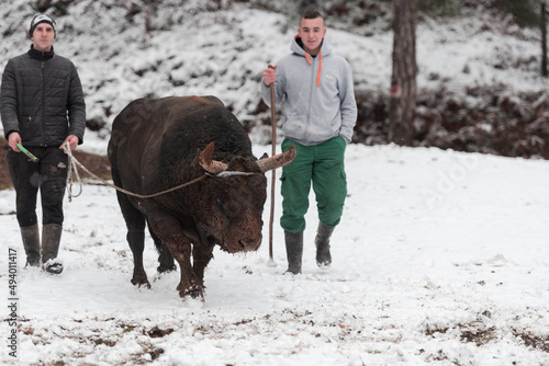 Fighter Bull whispers, A man who training a bull on a snowy winter day in a forest meadow and preparing him for a fight in the arena. Bullfighting concept.