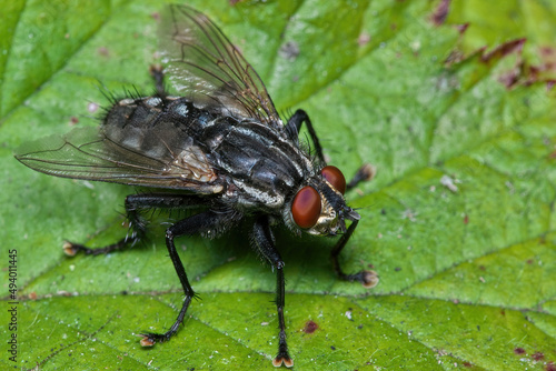 Closeup of a Sarcophaga fly on a plant in a garden photo