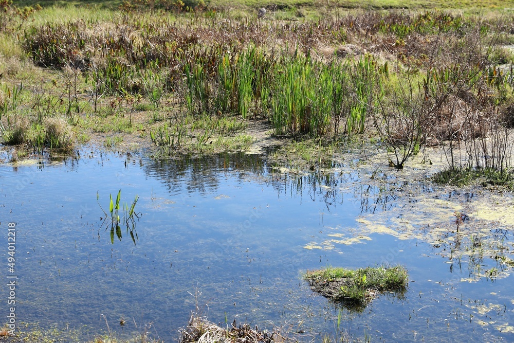 Swamp Swamp