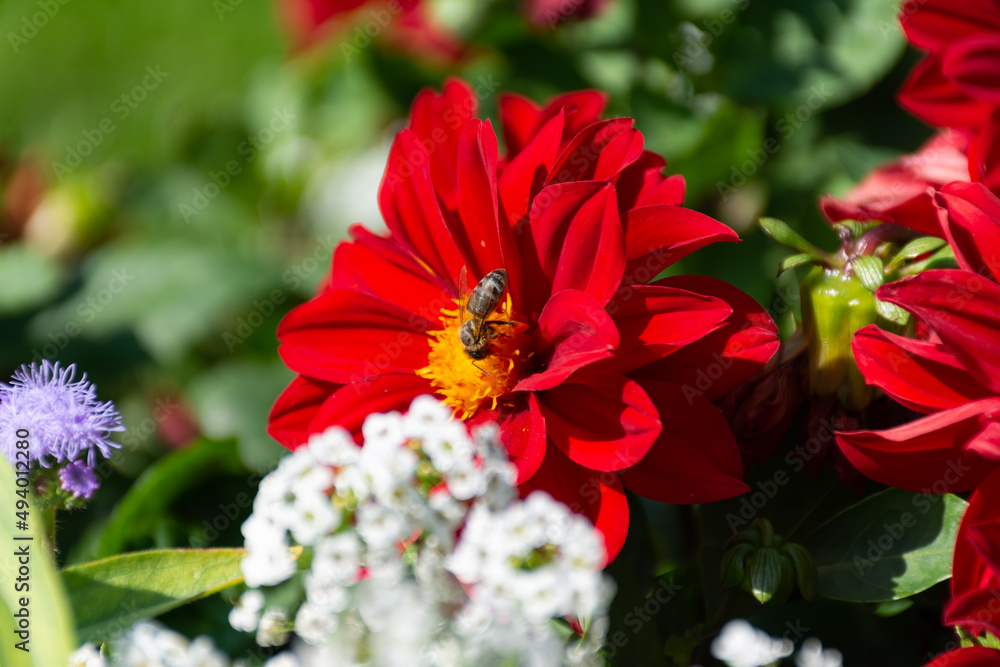 Lone bee on a red dahlia in the garden
