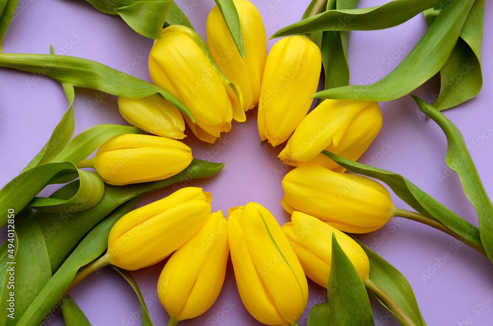 round of yellow tulip flowers on purple background round of yellow tulip flowers on purple background